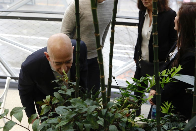 Chief Executive Officer of Amazon, Jeff Bezos, tours the facility at the grand opening of the Amazon Spheres, in Seattle, Washington on January 29, 2018.
Amazon opened its new Seattle office space which looks more like a rainforest. The company created the Spheres Complex to help spark employee creativity. / AFP PHOTO / JASON REDMOND (Photo credit should read JASON REDMOND/AFP/Getty Images)